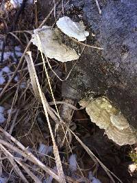 Trametes versicolor image