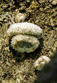 Schizophyllum commune image