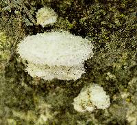 Schizophyllum commune image