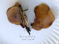 Auricularia americana image