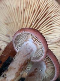 Lactarius rufulus image