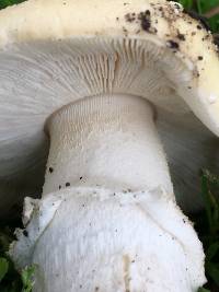 Amanita pantherina image