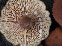 Lactarius rubidus image