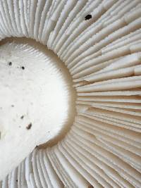 Amanita pantherina image