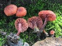 Laccaria laccata image