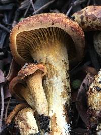 Omphalotus olivascens image