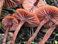 Laccaria laccata image