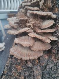 Schizophyllum commune image