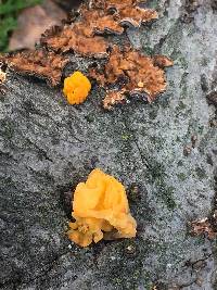 Tremella aurantia image