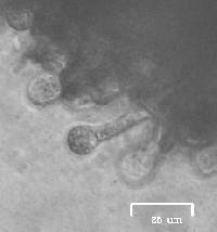 Amanita pantherina image