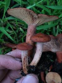 Lactarius rufulus image