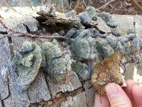 Trametes versicolor image