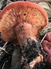 Lactarius rufulus image