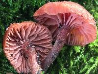 Laccaria laccata image