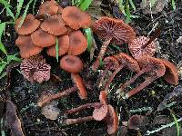 Laccaria laccata image