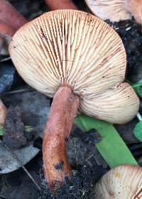 Lactarius rufulus image