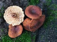 Lactarius rubidus image