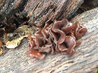 Tremella foliacea image