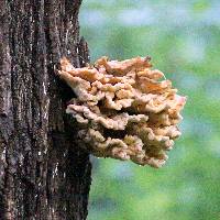 Laetiporus sulphureus image