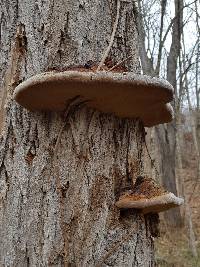 Phellinus robiniae image