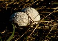 Lycoperdon marginatum image