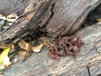 Tremella foliacea image