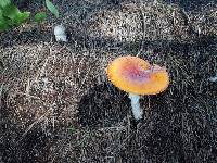 Amanita muscaria image