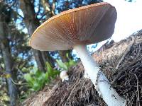 Amanita muscaria image