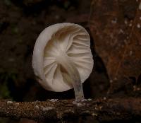 Hemimycena candida image