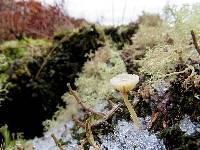 Lichenomphalia umbellifera image