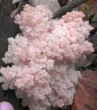 Hericium coralloides image