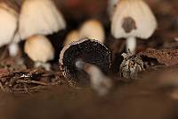 Coprinellus micaceus image