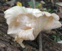 Pleurotus pulmonarius image