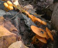 Mycena leaiana image