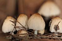 Coprinellus micaceus image