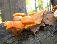 Mycena leaiana image