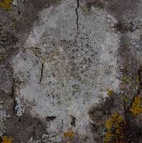 Lecanora hybocarpa image