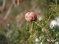 Gymnosporangium juniperi-virginianae image