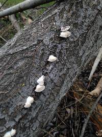 Schizophyllum commune image