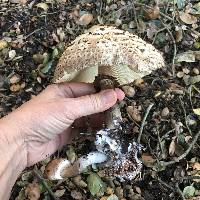 Chlorophyllum brunneum image