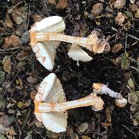 Chlorophyllum brunneum image