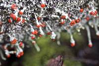 Cladonia macilenta image