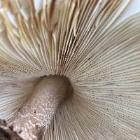 Chlorophyllum brunneum image