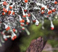 Cladonia macilenta image