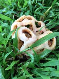 Clathrus ruber image