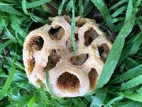 Clathrus ruber image