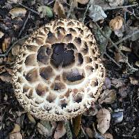 Chlorophyllum brunneum image