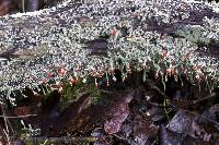 Cladonia macilenta image