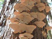 Ganoderma applanatum image