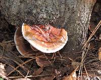 Ganoderma lucidum image